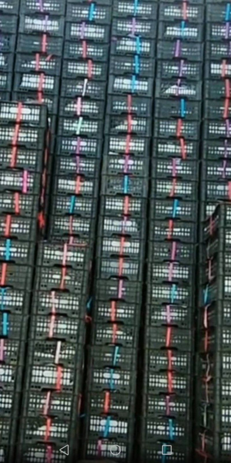 北镇冷库巨丰葡萄自然果巨峰葡萄价格便宜