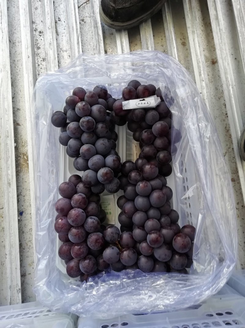 北镇冷库巨丰葡萄自然果巨峰葡萄价格便宜