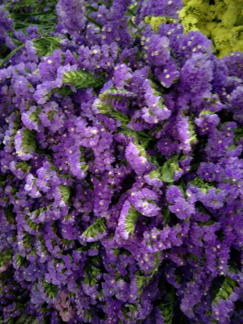 鲜切花