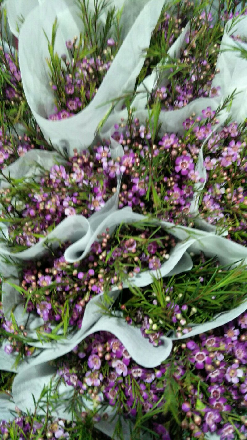 鲜切花