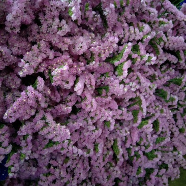 鲜切花