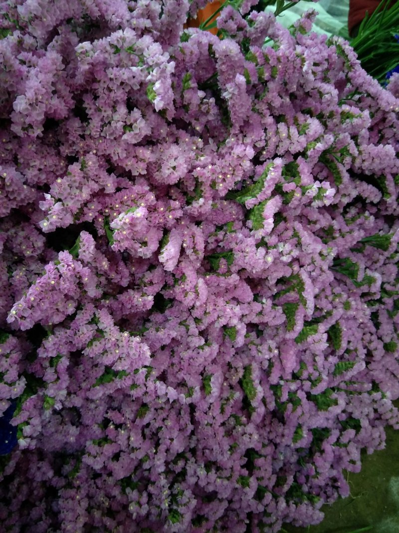 鲜切花