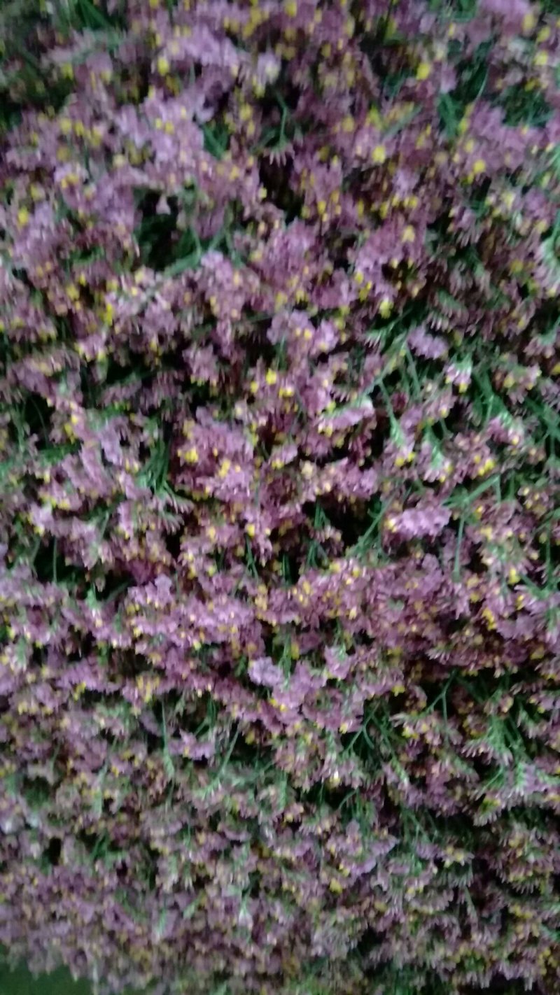 鲜切花