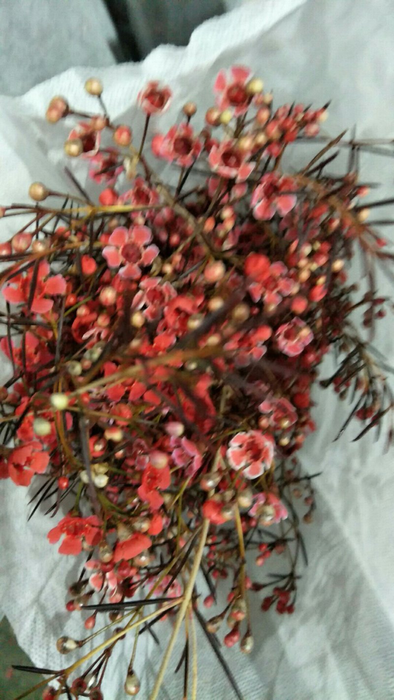 鲜切花