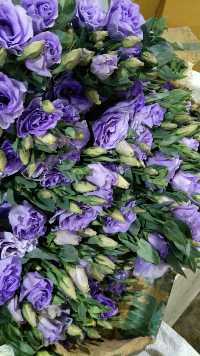 鲜切花