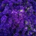 鲜切花