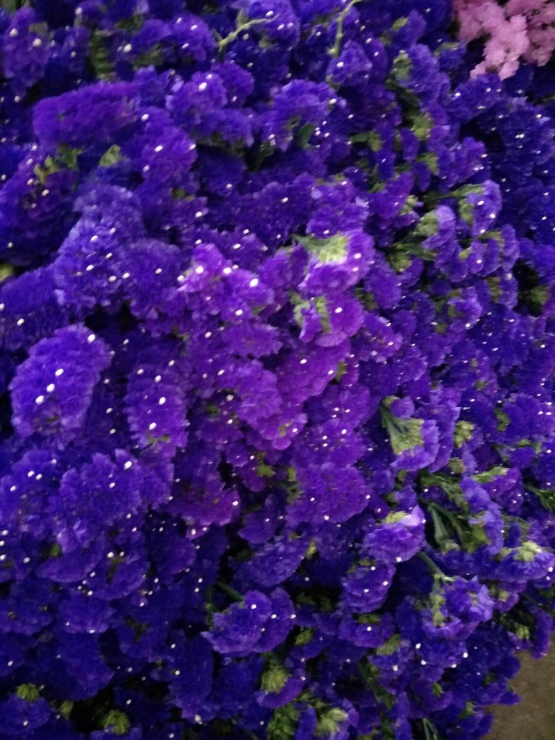 鲜切花