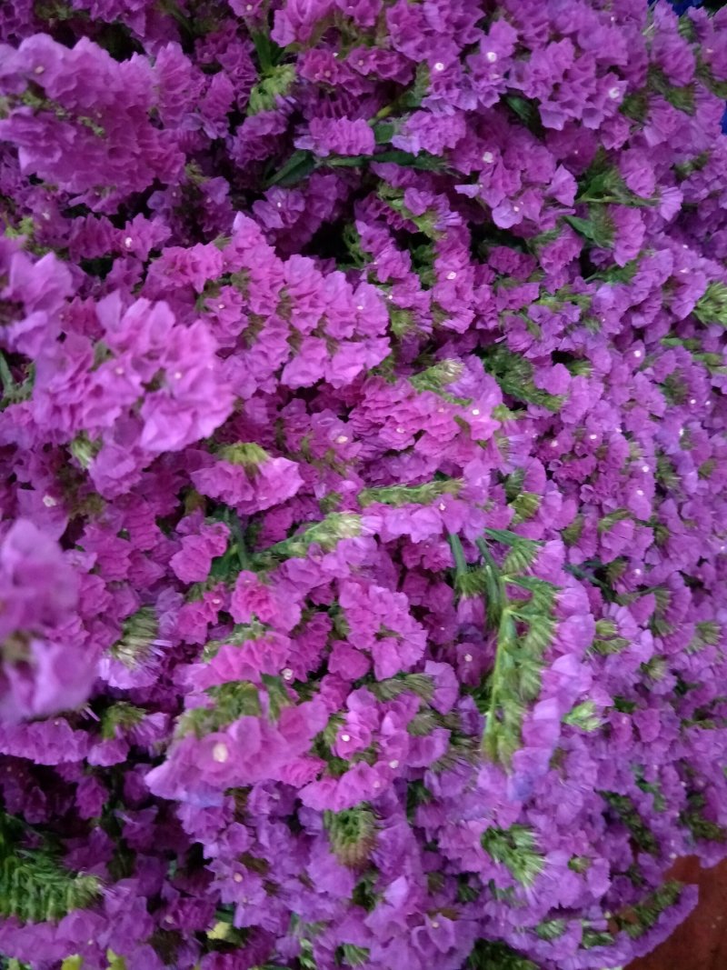鲜切花