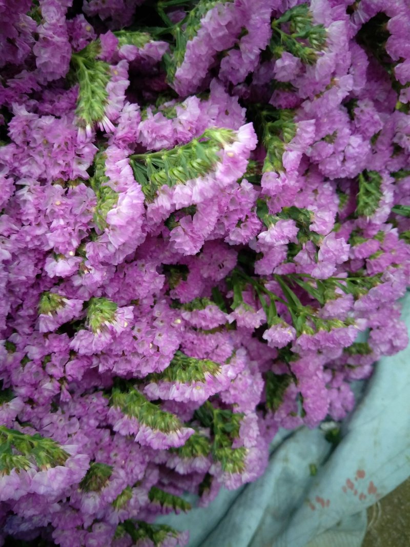 鲜切花