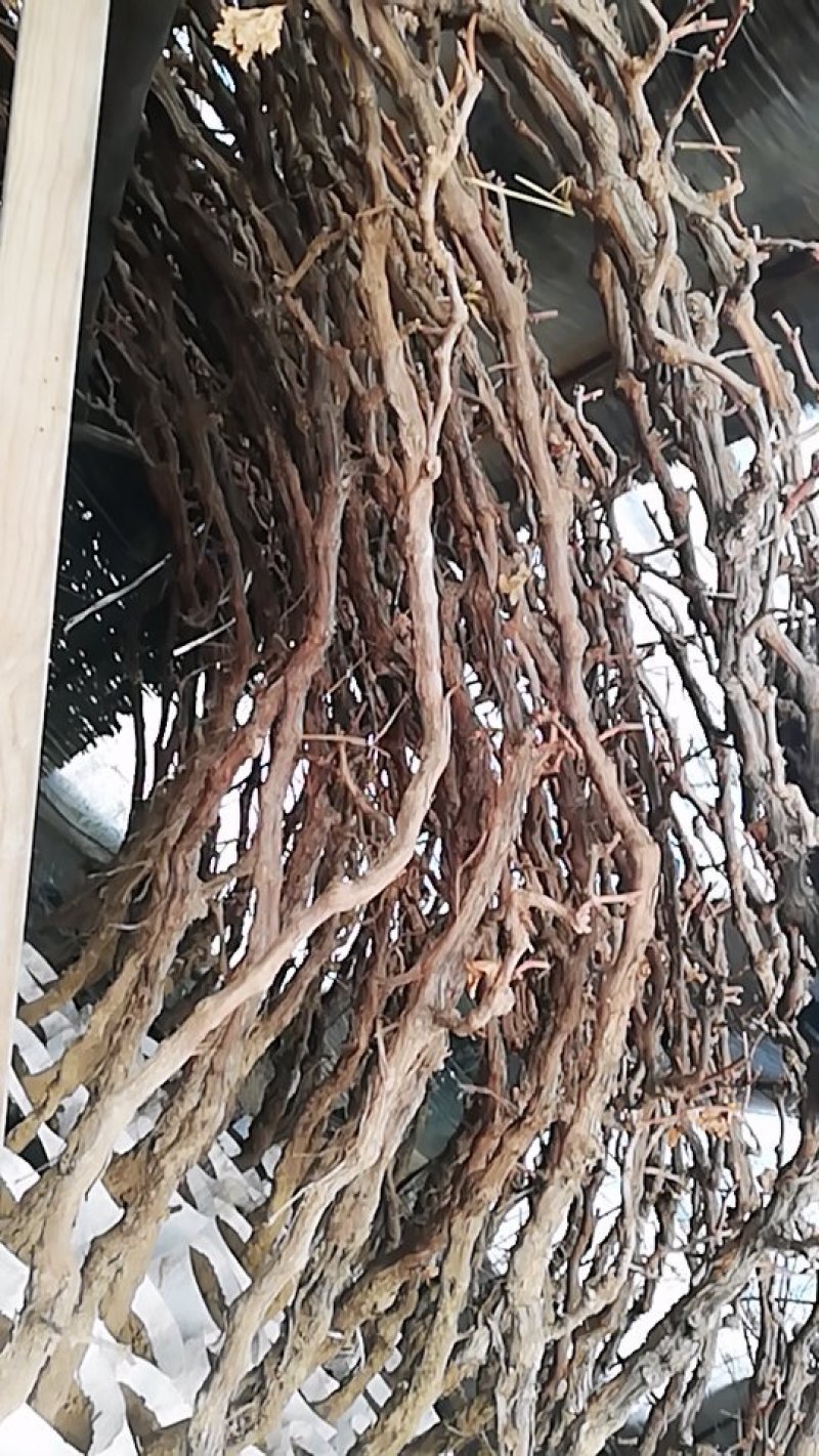 葡萄树葡萄树苖南方种植蓝宝石夏黑树苗大苗特大巨峰爬藤阳光