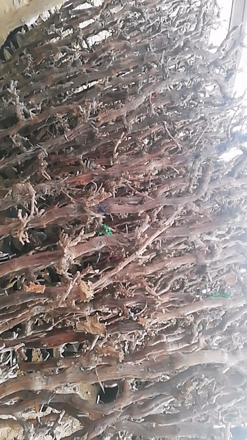 葡萄树葡萄树苖南方种植蓝宝石夏黑树苗大苗特大巨峰爬藤阳光