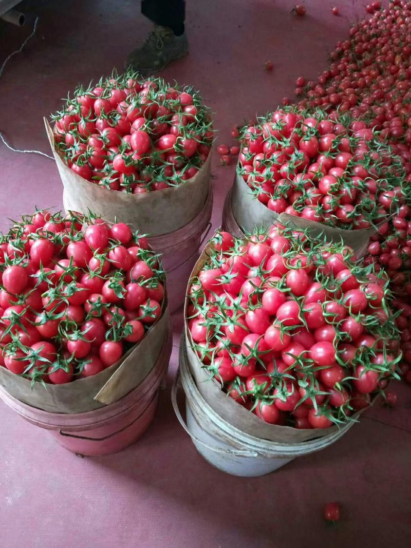 串番茄串红圣女果红串黄串小番茄中大果种植产地口感好量大