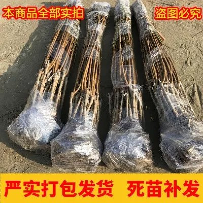 血桃，智利血桃，胭脂红血桃，紫肉血桃，脆甜，包品种