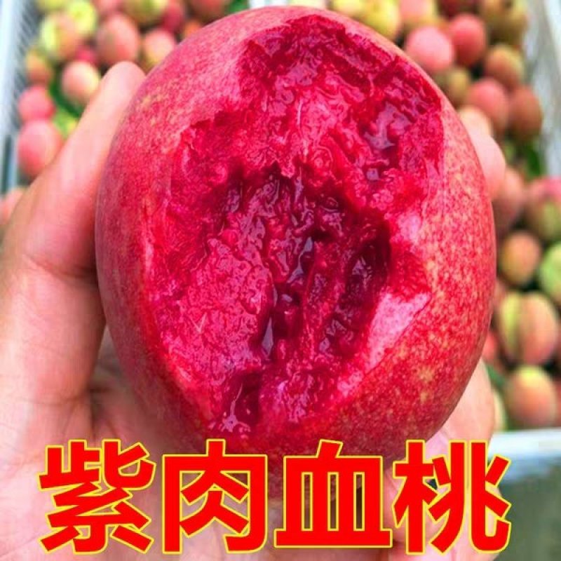 血桃，智利血桃，胭脂红血桃，紫肉血桃，脆甜，包品种