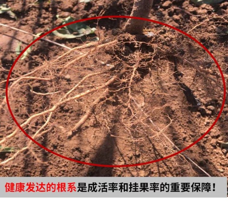 血桃，智利血桃，胭脂红血桃，紫肉血桃，脆甜，包品种
