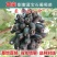 蓝宝石葡萄苗，无核，甜度极高，包品种免费后期指导