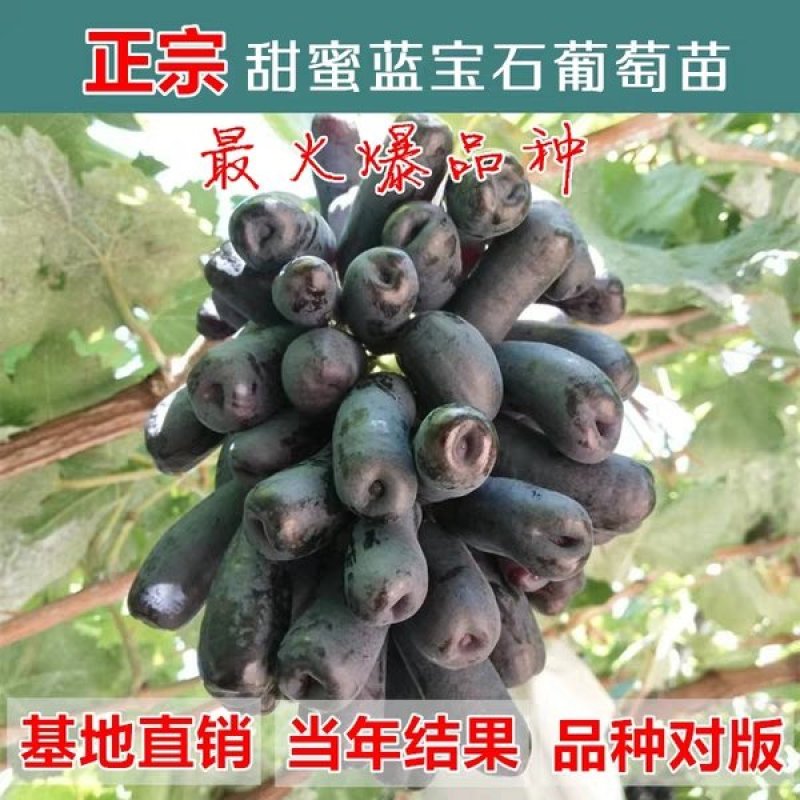 蓝宝石葡萄苗，无核，甜度极高，包品种免费后期指导