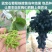 蓝宝石葡萄苗，无核，甜度极高，包品种免费后期指导