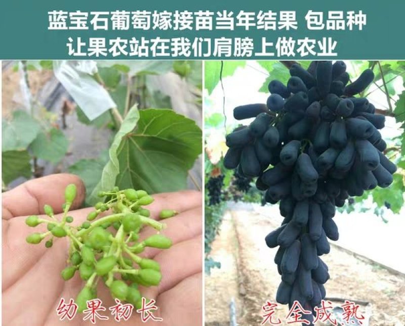 蓝宝石葡萄苗，无核，甜度极高，包品种免费后期指导