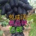 蓝宝石葡萄苗，无核，甜度极高，包品种免费后期指导