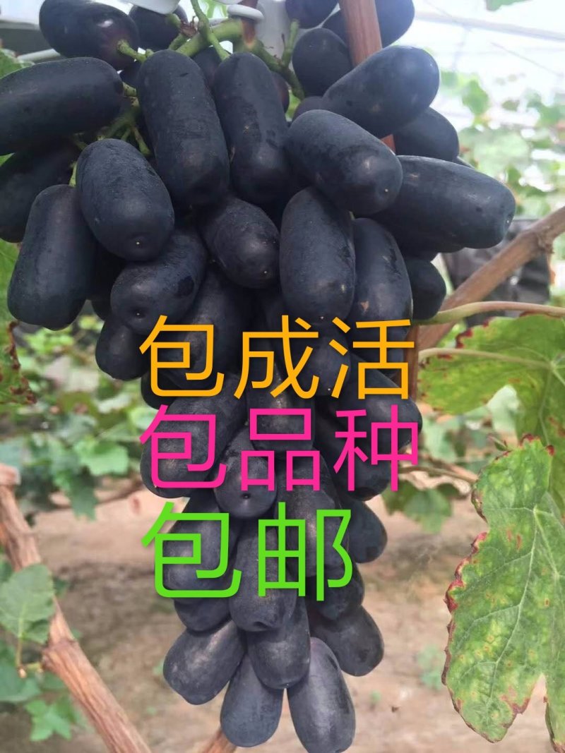 蓝宝石葡萄苗，无核，甜度极高，包品种免费后期指导