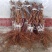 浪漫红颜葡萄苗，无核，新兴品种，可规膜种植