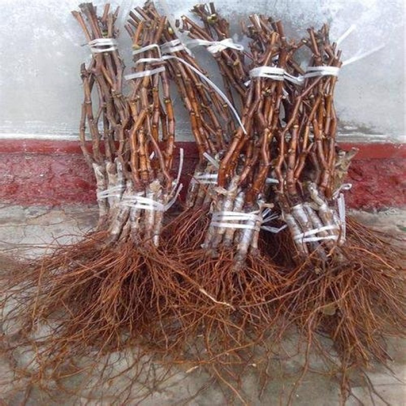 浪漫红颜葡萄苗，无核，新兴品种，可规膜种植