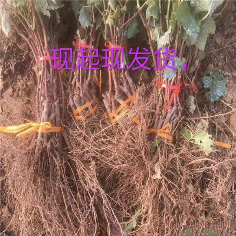 浪漫红颜葡萄苗，无核，新兴品种，可规膜种植