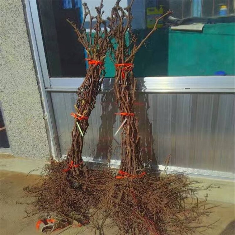 浪漫红颜葡萄苗，无核，新兴品种，可规膜种植