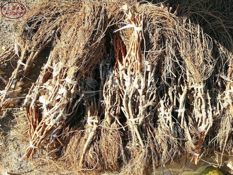 浪漫红颜葡萄苗，无核，新兴品种，可规膜种植