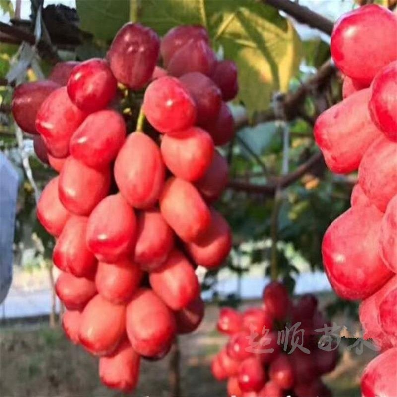 浪漫红颜葡萄苗，无核，新兴品种，可规膜种植