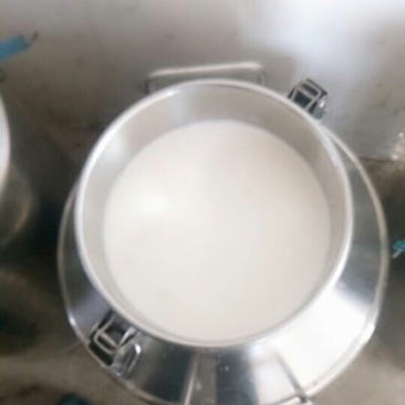 陕西纯种萨能羊鲜奶零添加现挤现卖支持全国发货