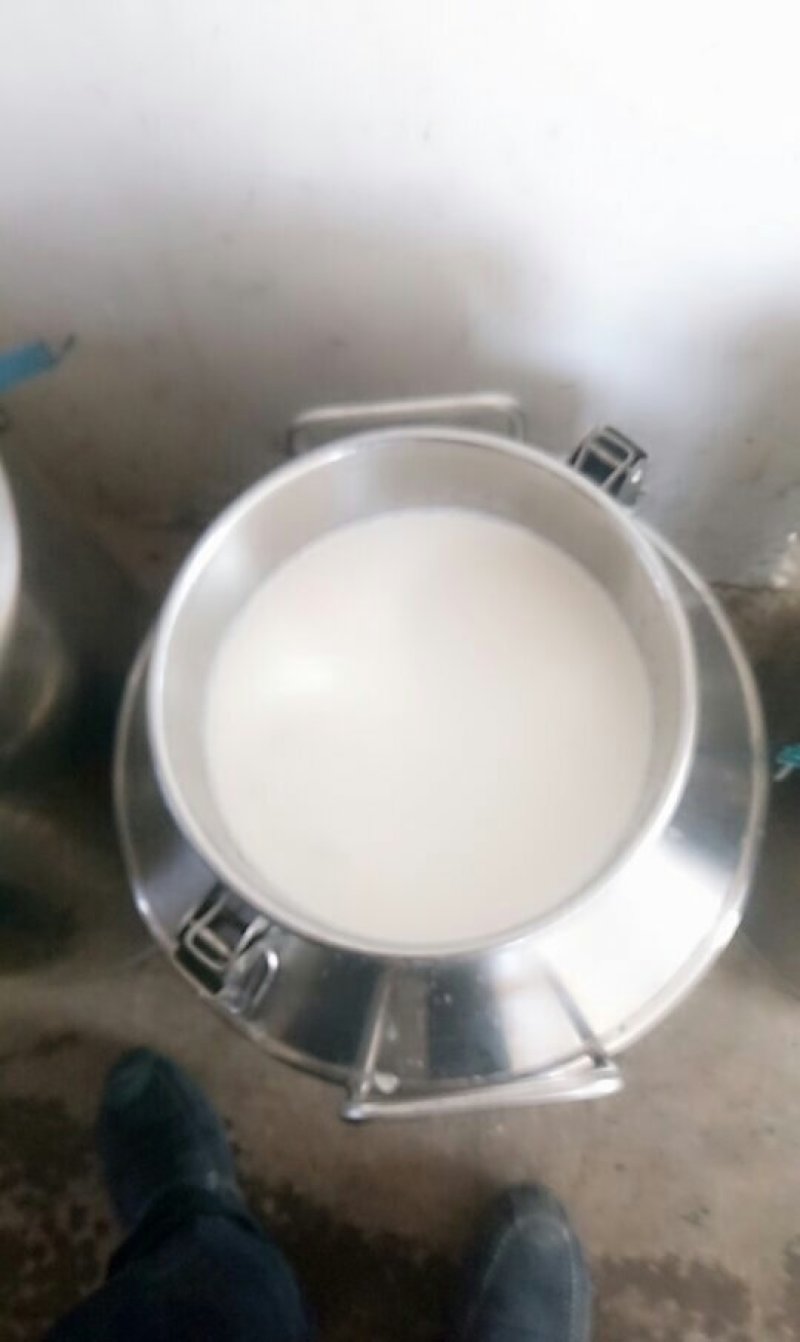 陕西纯种萨能羊鲜奶零添加现挤现卖支持全国发货