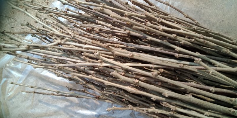 早熟大红袍板栗嫁接枝条广西桂林产地直销接穗