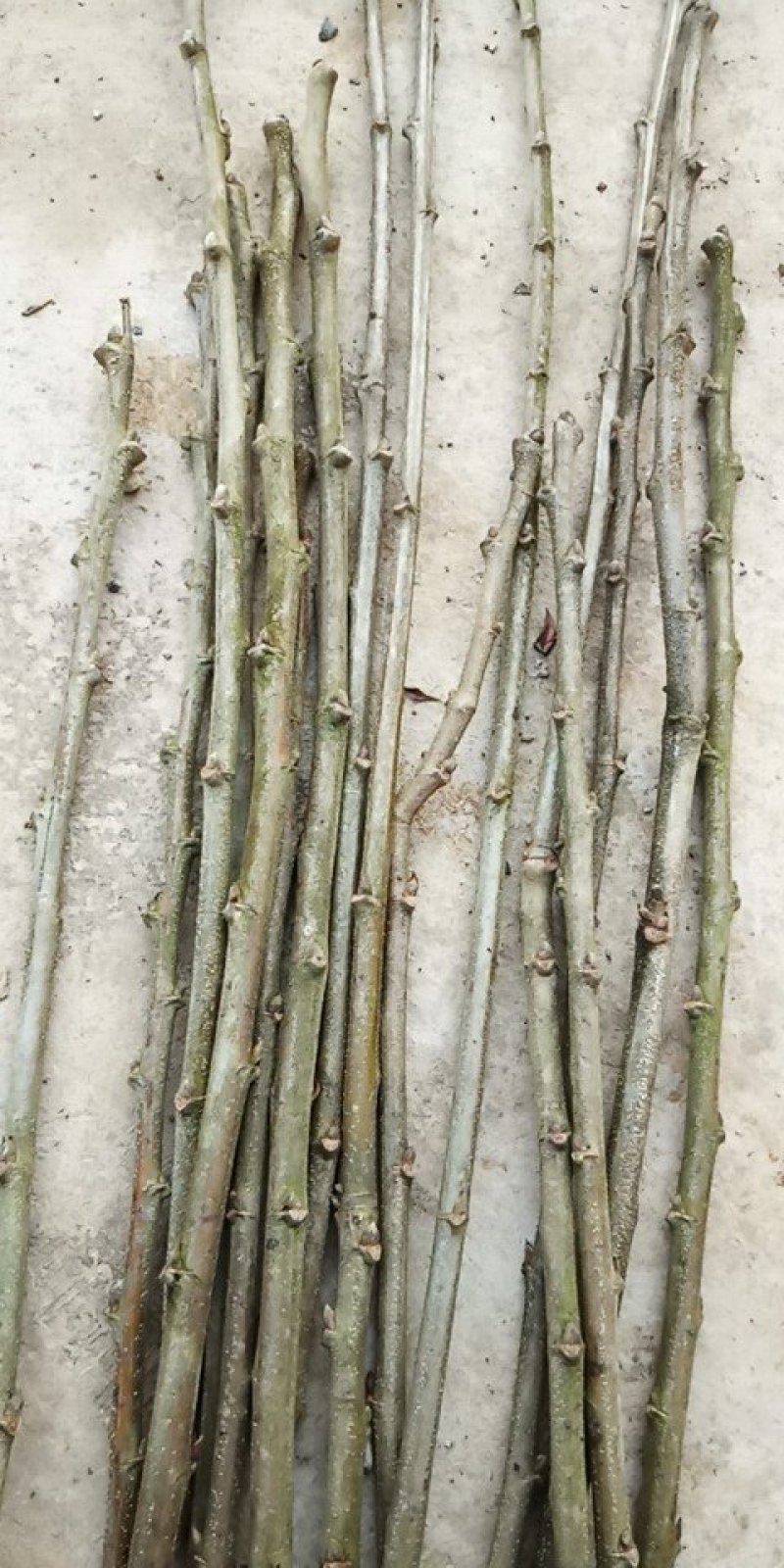 早熟大红袍板栗嫁接枝条广西桂林产地直销接穗