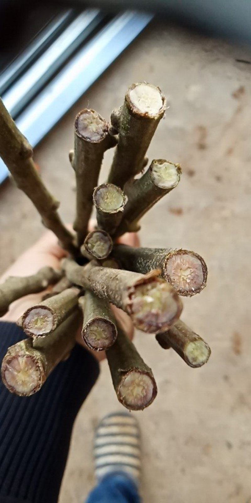 早熟大红袍板栗嫁接枝条广西桂林产地直销接穗
