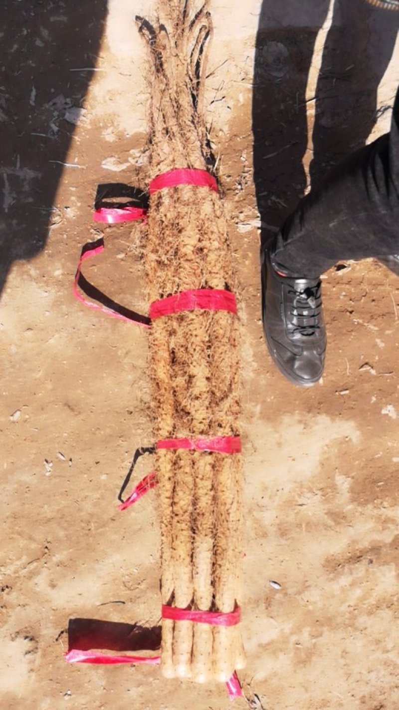细毛山药，铁棍山药山东铁棍山药滞销，大甩卖，基地直销