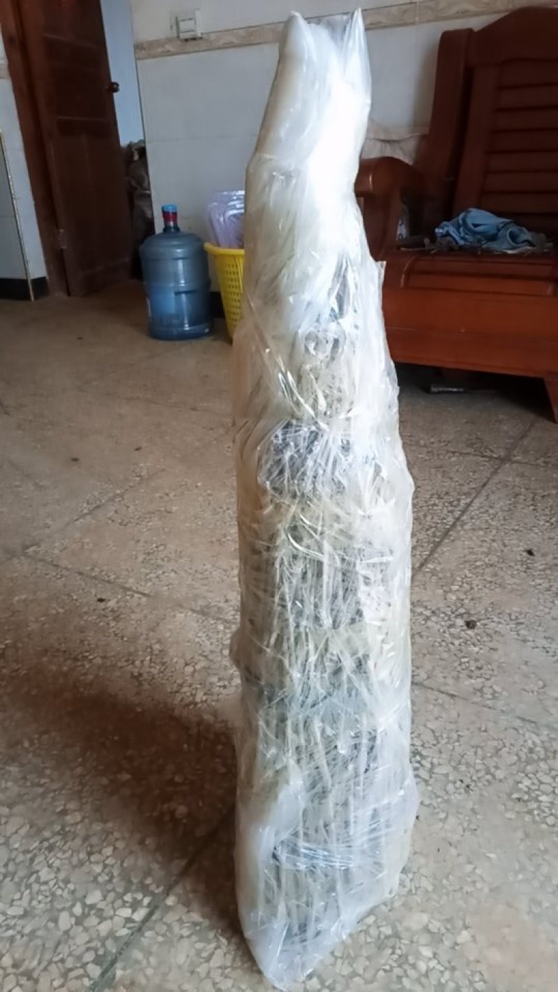 早熟大红袍板栗嫁接枝条广西桂林产地直销接穗