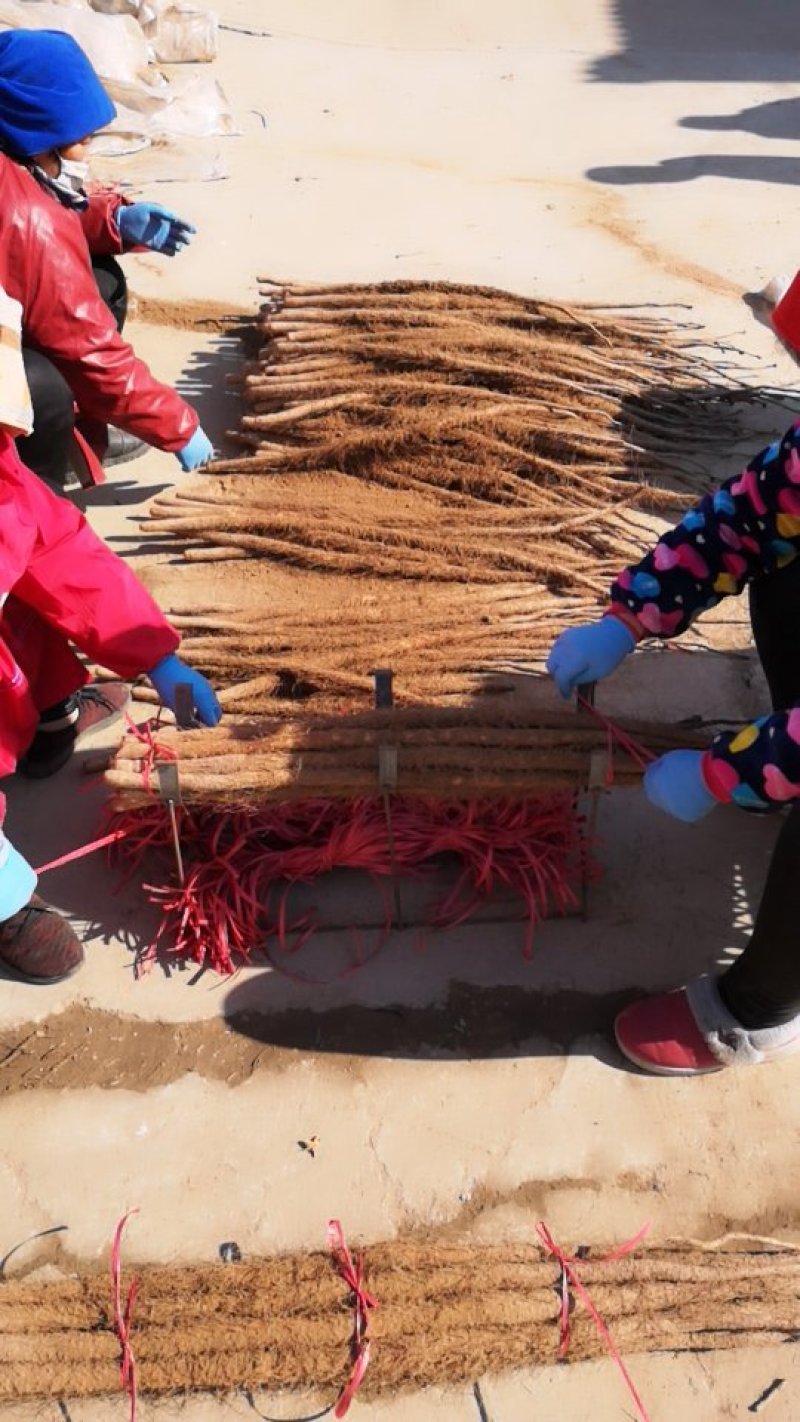 细毛山药，铁棍山药山东铁棍山药滞销，大甩卖，基地直销