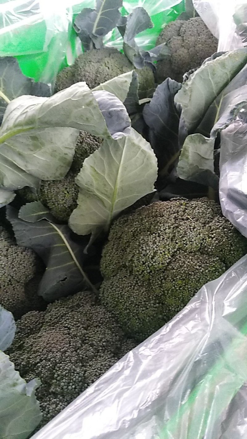 西兰花，水果黄瓜，