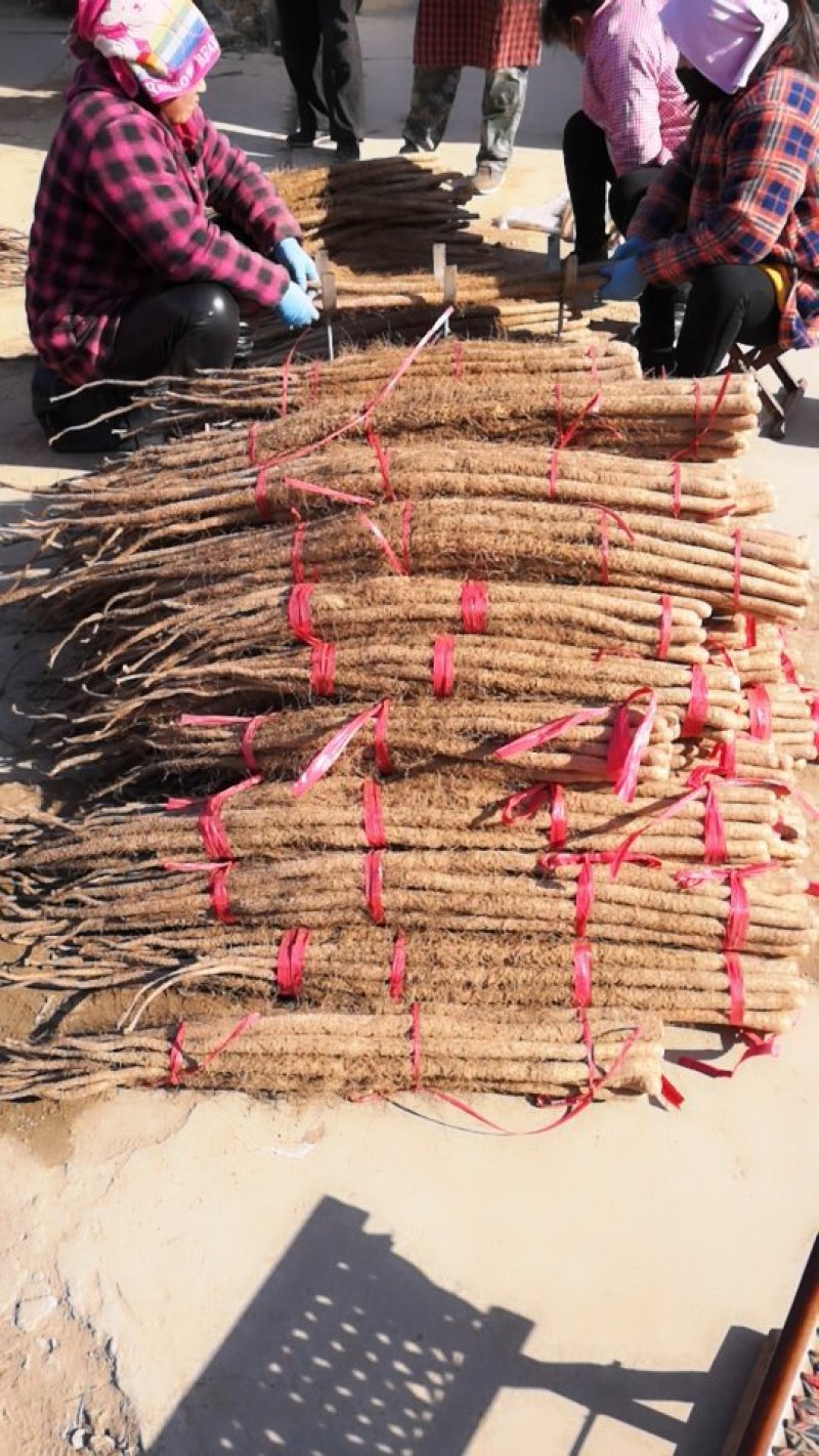 细毛山药，铁棍山药山东铁棍山药滞销，大甩卖，基地直销