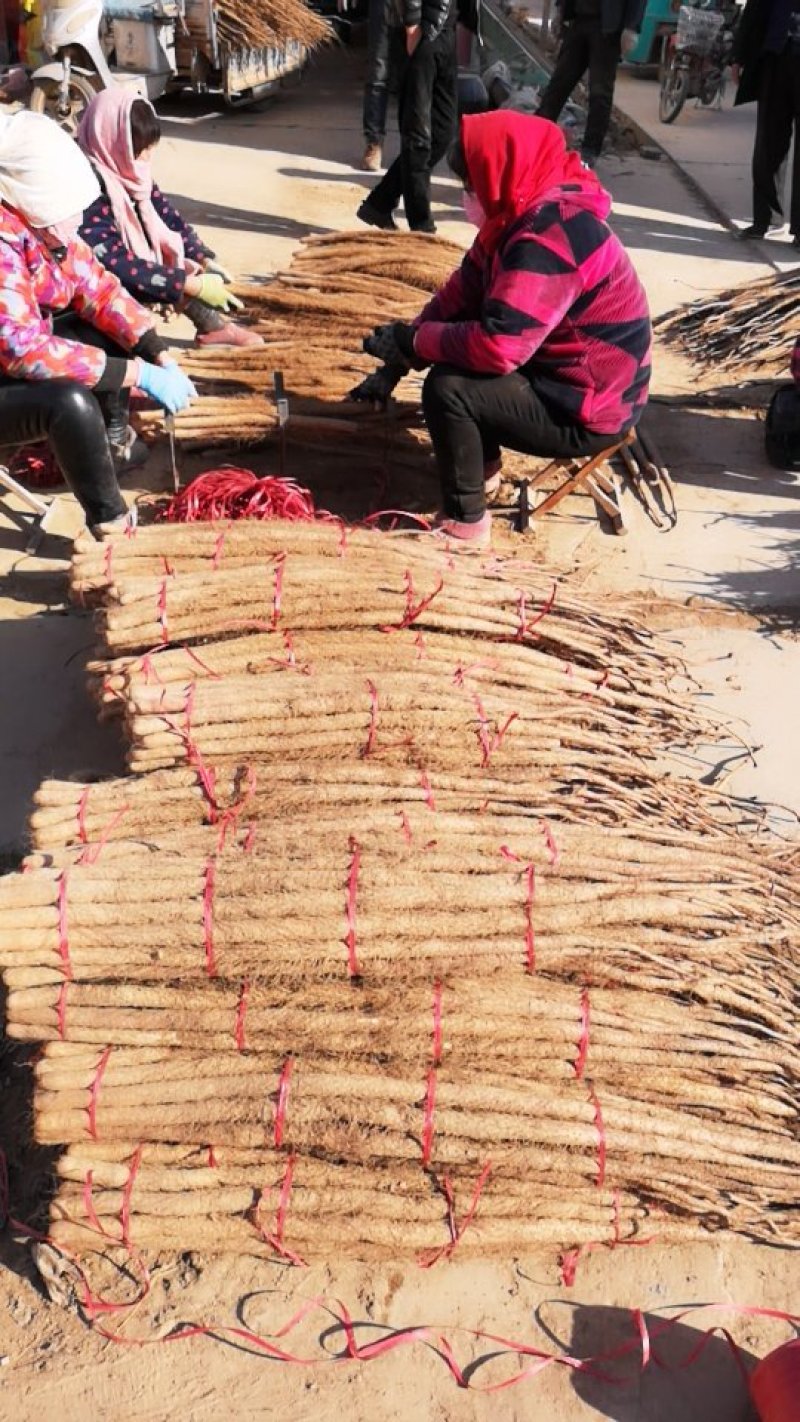 细毛山药，铁棍山药山东铁棍山药滞销，大甩卖，基地直销