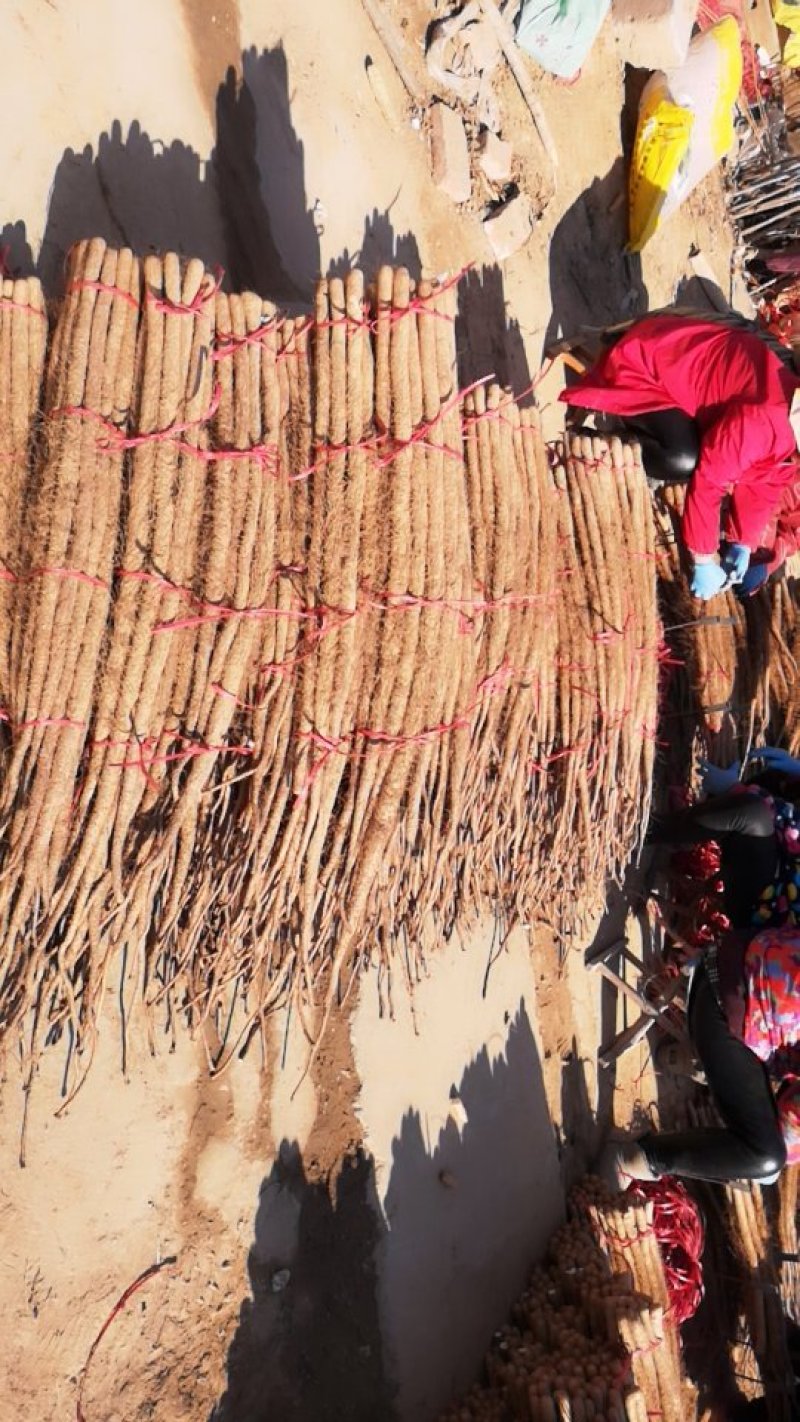 细毛山药，铁棍山药山东铁棍山药滞销，大甩卖，基地直销