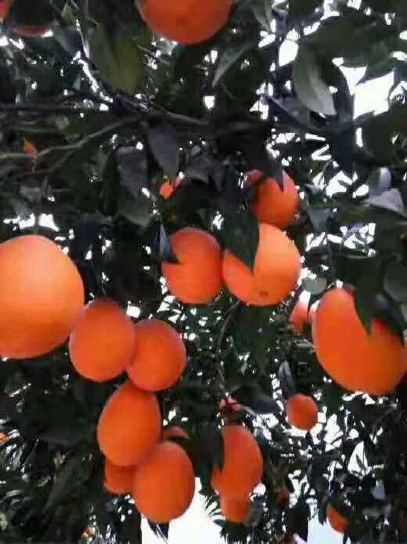 脐橙，圆虹长虹脐橙，纽荷尔脐橙看货采果大量供应，诚信经营