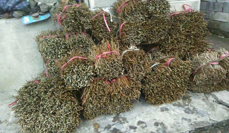莓茶苗