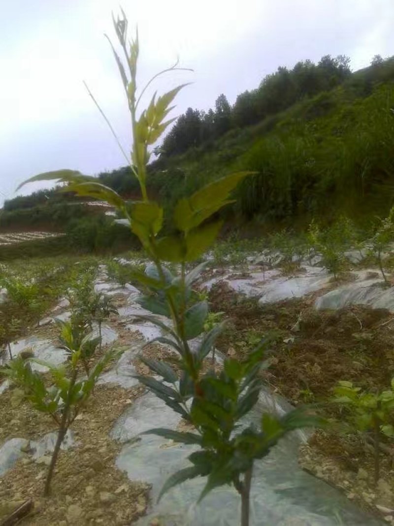 莓茶苗
