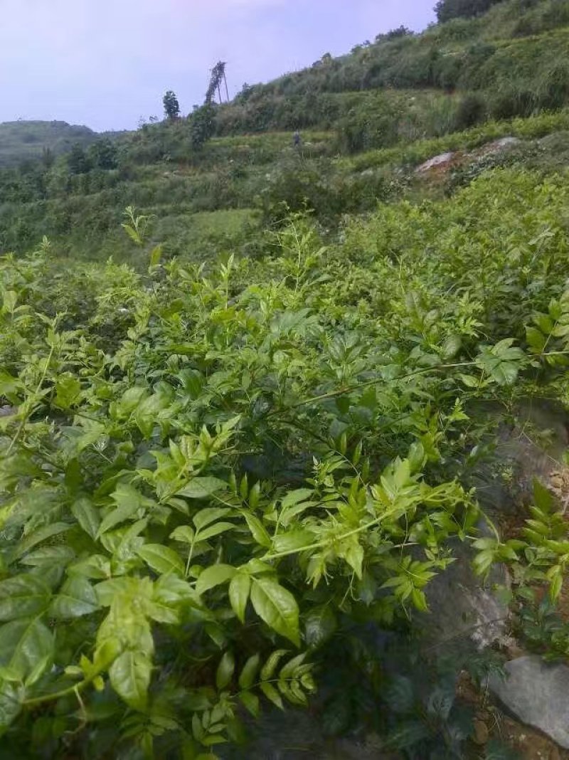 莓茶苗