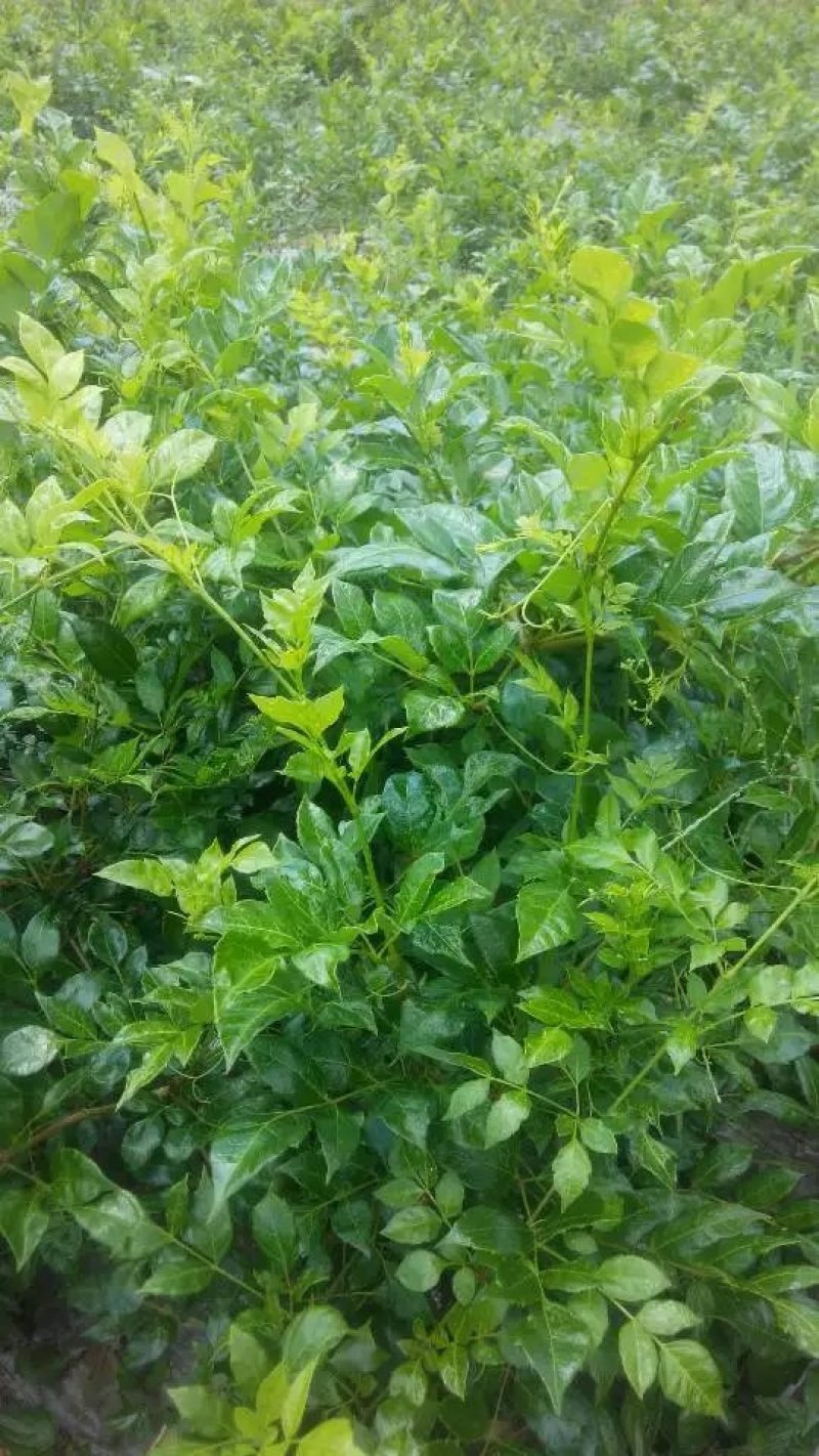 莓茶苗