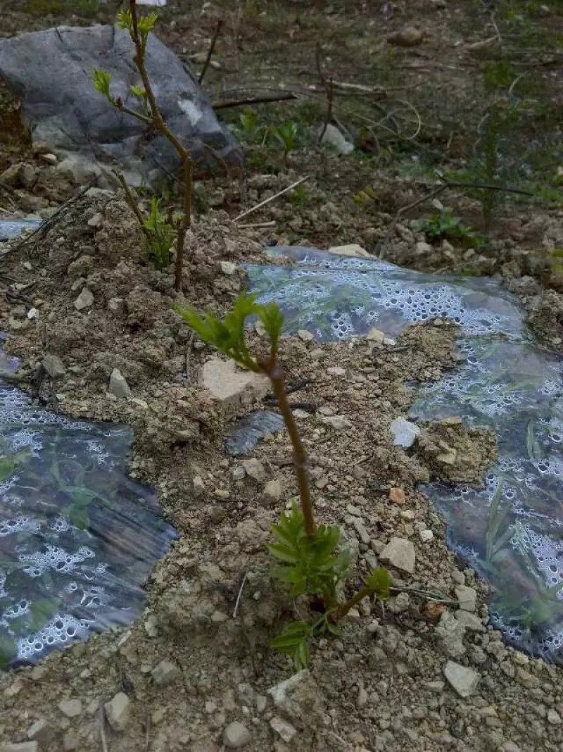 莓茶苗