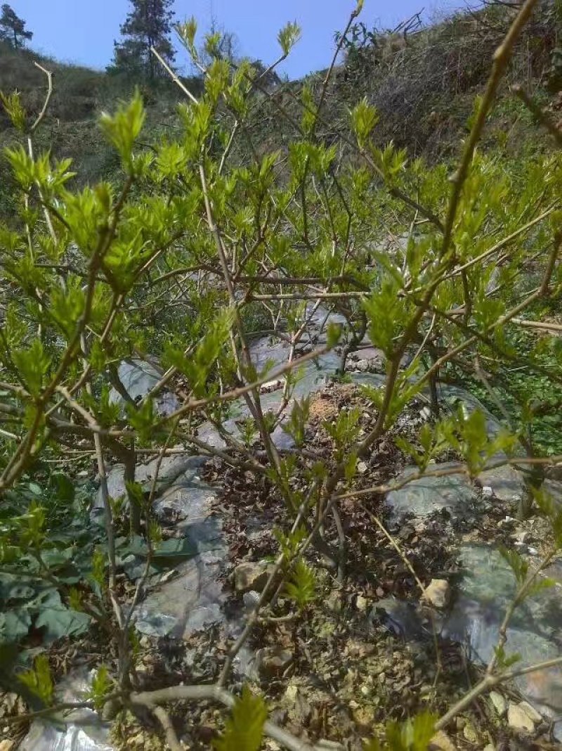 莓茶苗